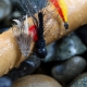 FlyRod Flies