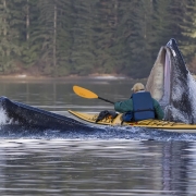 Man in Kayak paddling through jaws of whale
