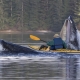 Man in Kayak paddling through jaws of whale