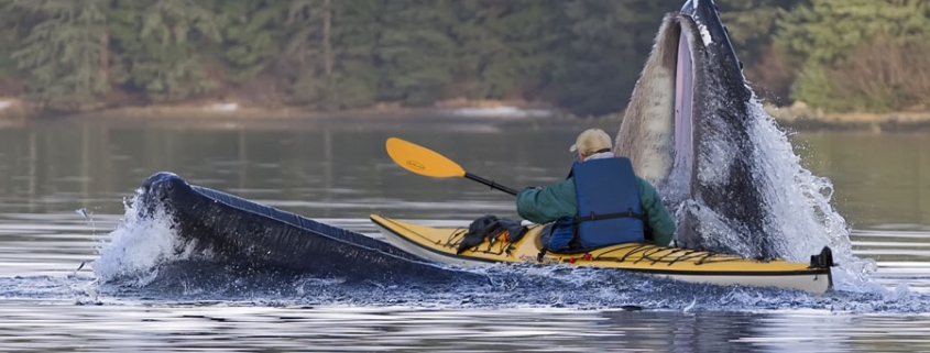 Man in Kayak paddling through jaws of whale